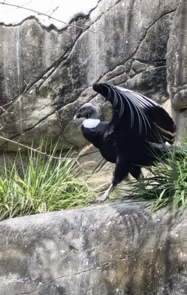 National Aviary Cartagena