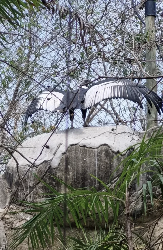 National Aviary Cartagena